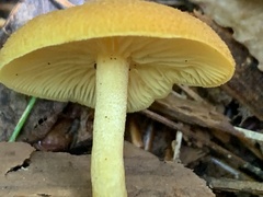 Tricholomopsis decora