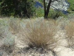 Pseudoroegneria spicata