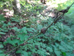 Neolasioptera desmodii