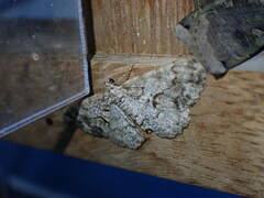 Peribatodes secundaria