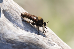 Laphria