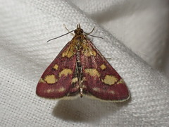 Pyrausta purpuralis