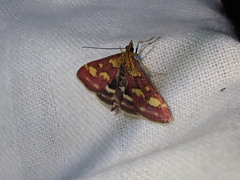 Pyrausta purpuralis