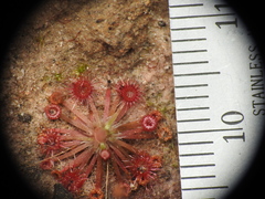 Drosera pygmaea