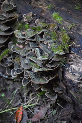 Trametes versicolor