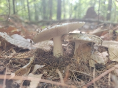 Heterophyllidia