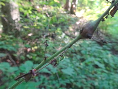 Neolasioptera desmodii