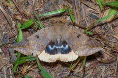 Thyas juno