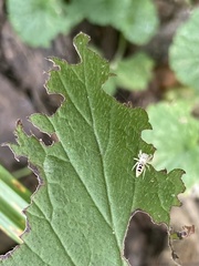 Hentzia mitrata