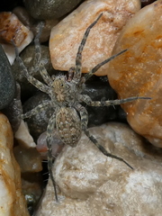 Pardosa