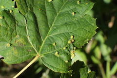 Eriophyes tiliae