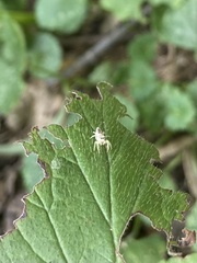Hentzia mitrata