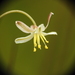 Drooping Grass-Lily - Photo (c) Scott W. Gavins, some rights reserved (CC BY-NC), uploaded by Scott W. Gavins