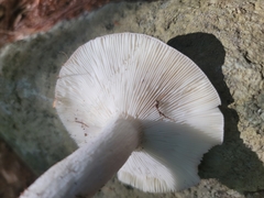 Heterophyllidia