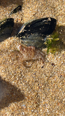 Pachygrapsus marmoratus