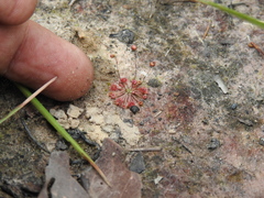 Drosera pygmaea