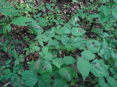 Neolasioptera desmodii