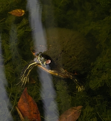 Trachemys scripta scripta