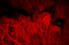 Lupulella mesomelas mesomelas