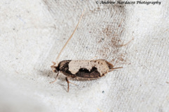 Thisizima subceratella