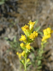 Solidago simplex
