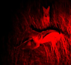 Lupulella mesomelas mesomelas