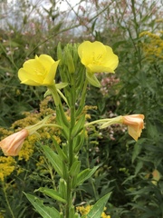 Oenothera parviflora