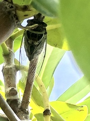 Diceroprocta viridifascia