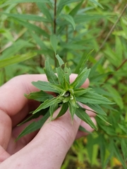 Asphondylia solidaginis