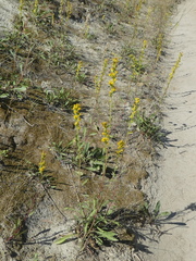 Solidago simplex