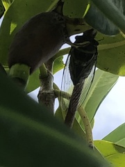 Diceroprocta viridifascia