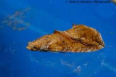 Plusiodonta coelonota