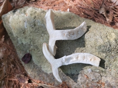 Heterophyllidia