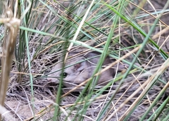 Onychomys leucogaster