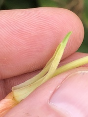 Oenothera parviflora