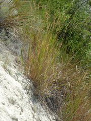 Leymus cinereus