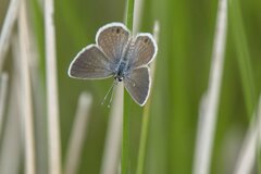 Hemiargus ceraunus