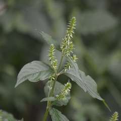 Achyranthes japonica