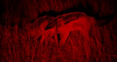 Lupulella mesomelas mesomelas