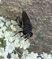 Asemosyrphus mexicanus