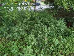 Achyranthes japonica