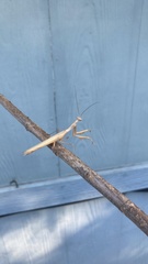 Mantodea
