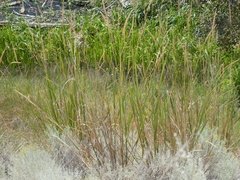Leymus cinereus