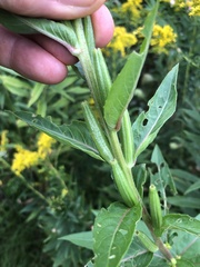 Oenothera parviflora