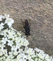 Asemosyrphus mexicanus