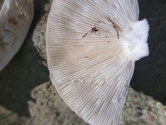 Heterophyllidia