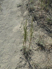 Artemisia campestris