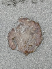 Chrysaora fuscescens