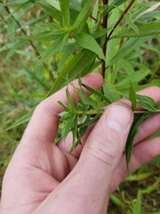 Asphondylia solidaginis