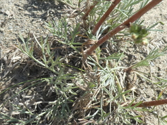 Artemisia campestris